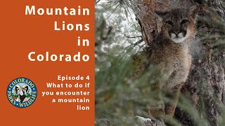 Episode 4 What to do if you encounter a mountain lion [upl. by Jankey960]