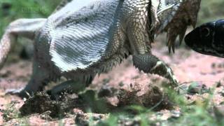 Thorny Devil Moloch horridus [upl. by Asuncion386]