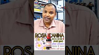 rosa canina mother tincture uses  dog rose for dysuria and burning pain of urine [upl. by Cherri122]