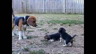 Beagle puppy barks for the first time to his beagle daddy [upl. by Llennod]