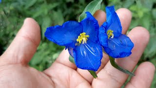 Commelina diffusa  flora argentina  Matalin  Hierba del Pollo  Flor de Hielo [upl. by Niassuh356]