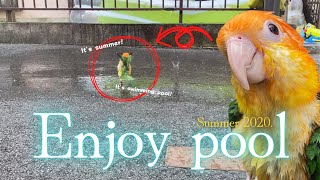 white bellied caique Choo pool summer 2020  シロハラインコ チューの楽しいプール [upl. by Dlonyer489]