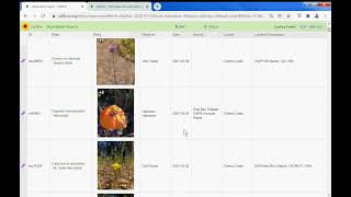 Download and export Calflora plant observations [upl. by Roseanne623]