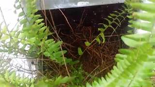 How To Restore Ferns  Indoors  Outdoors  Plants [upl. by Alesram425]