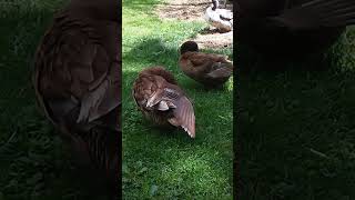 Relaxing Pet Ducks Preening and Grooming Routine [upl. by Ofloda]