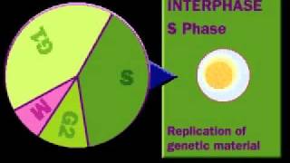 Cell Cycle  Interphase  S phase  G phase [upl. by Lemuela367]