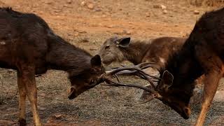 Sounds of Sambar Deers Antlers Clashing  Sambar Deers Antlers Clashing Sounds [upl. by Antrim420]