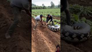 😮 snack 🥨 attacks and eats dog on farm far please meri video Aashi lagi to like share comment kar [upl. by Ingamar]