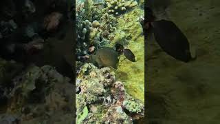 Arabian boxfish RedSeaBit fish snorkeling redsea [upl. by Aened]