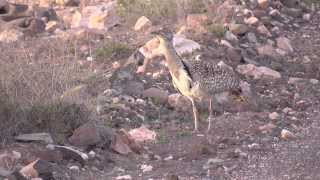 Kragentrappen auf Fuerteventura Kurzversion Outarde Houbara Bustards [upl. by Menis843]