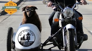 Sit Stay Ride The Story of Americas Sidecar Dogs  Official Trailer [upl. by Hyozo]