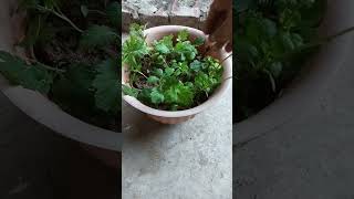 guldaudi ki catting guldaudi plant smartgardeningguide plants gardeningwithneelam l [upl. by Gader]