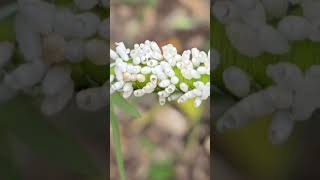 tomato hornworm with Braconid wasp eggs nature worms tomato hornworm [upl. by Elledoj]