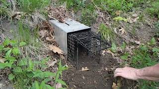 How to Catch Woodchucks in Minutes using the Comstock System [upl. by Keefer]