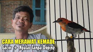 CARA MERAWAT BURUNG KEMADE AGAR CEPAT GACOR  PERAWATAN KEMADE AGAR GACOR TIPS UNTUK PEMULA [upl. by Ieluuk808]