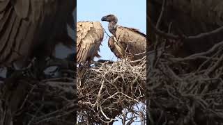 Rare sighting of breeding pair of Critically Endangered WhiteBacked Vultures with Chick [upl. by Ielerol]