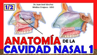 🥇 CAVIDAD NASAL 1 12 ¡Explicación Fácil y Sencilla Huesos Límites y Relaciones [upl. by Campy]