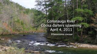 Coosa Darters spawning Etheostoma coosae Conasauga River [upl. by Hanus333]