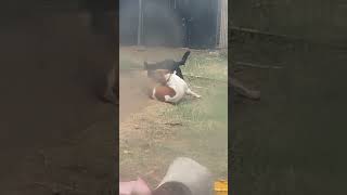 kelpie greatpyrenees pitbulldog kelpies rescuedog pitbull [upl. by Annola]