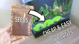 How to Grow Seeds for your Aquarium with NO Dry Start in Tank  NO Heat Easy Setup [upl. by Nomahs263]