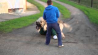 caucasianshepherdeurope KAVKASKI OVČAR Maljchik Balkan Master 22months old  attack1 [upl. by Aihsrop]