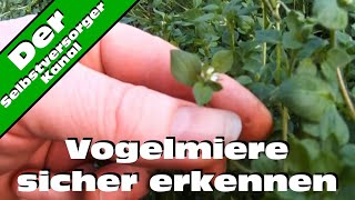 Vogelmiere sicher erkennen [upl. by Seka]