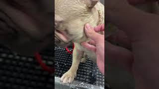 Frenchies are usually a little Psycho 🐾😅 frenchbulldog frenchie dogbath tutorial [upl. by Mischa831]