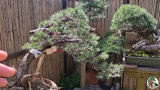 La mia demo ad Arco su un Pino Silvestre Quanto é strassante per un bonsai [upl. by Oeramed]