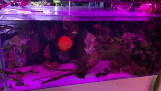 Acquario di Discus con LUCI A LED ZETLIGHT CHE CAMBIANO COLORE [upl. by Jeminah904]