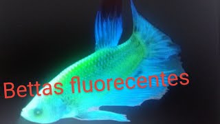 Peces bettas fluorescentes ya a la venta [upl. by Ariel]