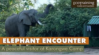 Peaceful encounter with Karongwes resident elephant [upl. by Tarrance285]