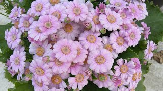 How to grow and care for Paricallis Hybrida Florists Cineraria [upl. by Edda]