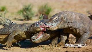 😱Komodo Dragon Vs Deadliest Poisonous Snake Inland Taipan  The Ultimate Showdown [upl. by Llain207]