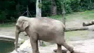 Asian Elephants From The Wild Asia Monorail At The Bronx Zoo [upl. by Tubb]