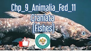 Chp9Federal11CraniataJawless fishesJawed fishesCartiliaginous fishBony fish [upl. by Arela457]