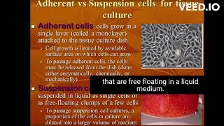 difference between adherent and suspension cell culture [upl. by Adnoek684]