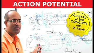 Action Potential in Neurons  Neurology  Dr Najeeb [upl. by Chauncey]