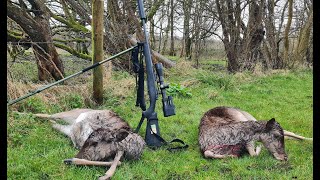 Amazing fallow deer stalking [upl. by Magnusson]