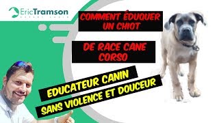 Comment éduquer un chiot Molosse agressif Cane Corso  Eric TramsonEducateur canin en France [upl. by Anyehs]