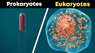 Prokaryotes and Eukaryotes 3D Animation [upl. by Chadbourne]