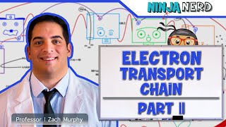 Metabolism  Electron Transport Chain DETAILED  Part 2 [upl. by Elaine664]