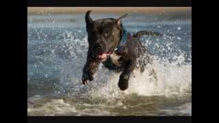 AMAZING American Pitbull Terrier by Naledge [upl. by Apthorp]