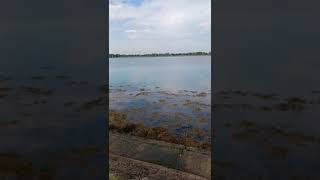 Farlington Marsh seafront nature [upl. by Nnyla255]