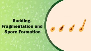 Budding Fragmentation and Spore Formation [upl. by Ahsiekyt]