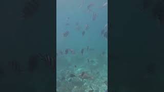 Fishes in Redang Island Malaysia [upl. by Anelhtak100]