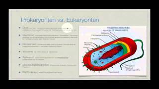 Basiskurs Mikrobiologie Prokaryonten amp Eukaryonten [upl. by Adnelg637]