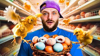 I Hatched An Army Of Supermarket Eggs [upl. by Richmal]