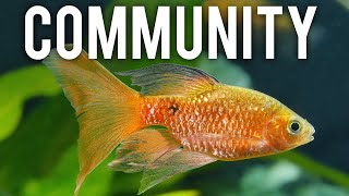 Top 10 Underappreciated Community Fish You Need to Try aquariumcoop [upl. by Mcconnell]