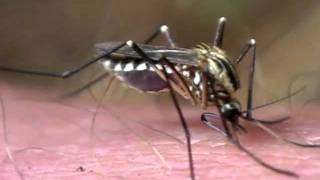 Austrian Mosquito Sucking Blood in hd [upl. by Franzen]