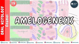 Amelogenesis  Stages of enamel formation  Tomes process  Amelogenin  NonAmelogenin  Dr Paridhi [upl. by Fin359]